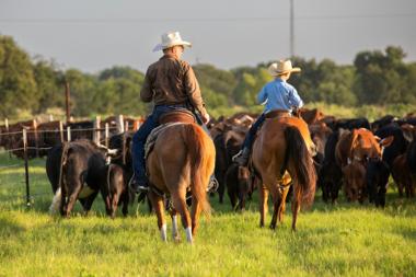 Trump's Plan to Import Argentinian Beef Raises Concerns Among U.S. Ranchers