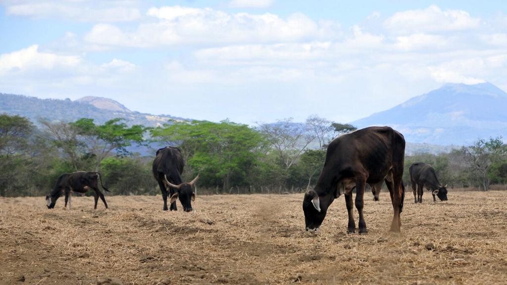US Reopens Southern Border to Mexican Cattle Amid Cartel Exploitation and Rising Beef Prices