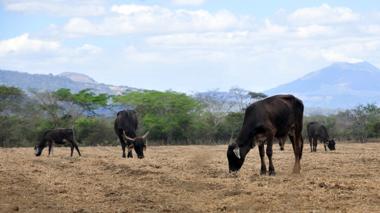 US Reopens Southern Border to Mexican Cattle Amid Cartel Exploitation and Rising Beef Prices