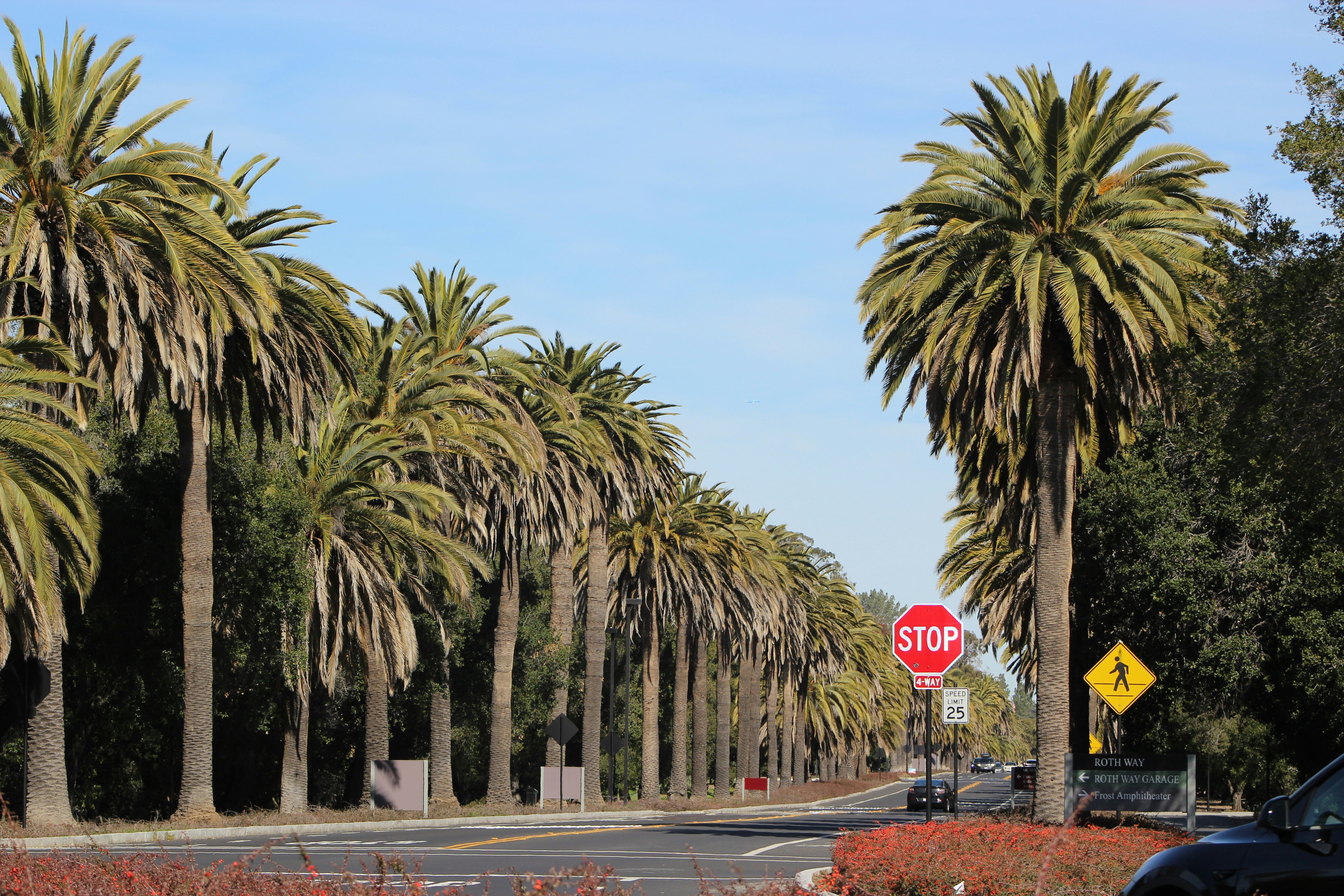 a stop sign in front of a row of palm trees
