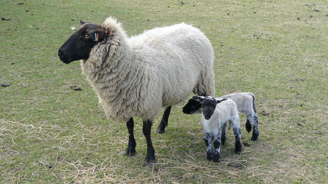Sheep Investigate - geograph.org.uk - 1226745.jpg