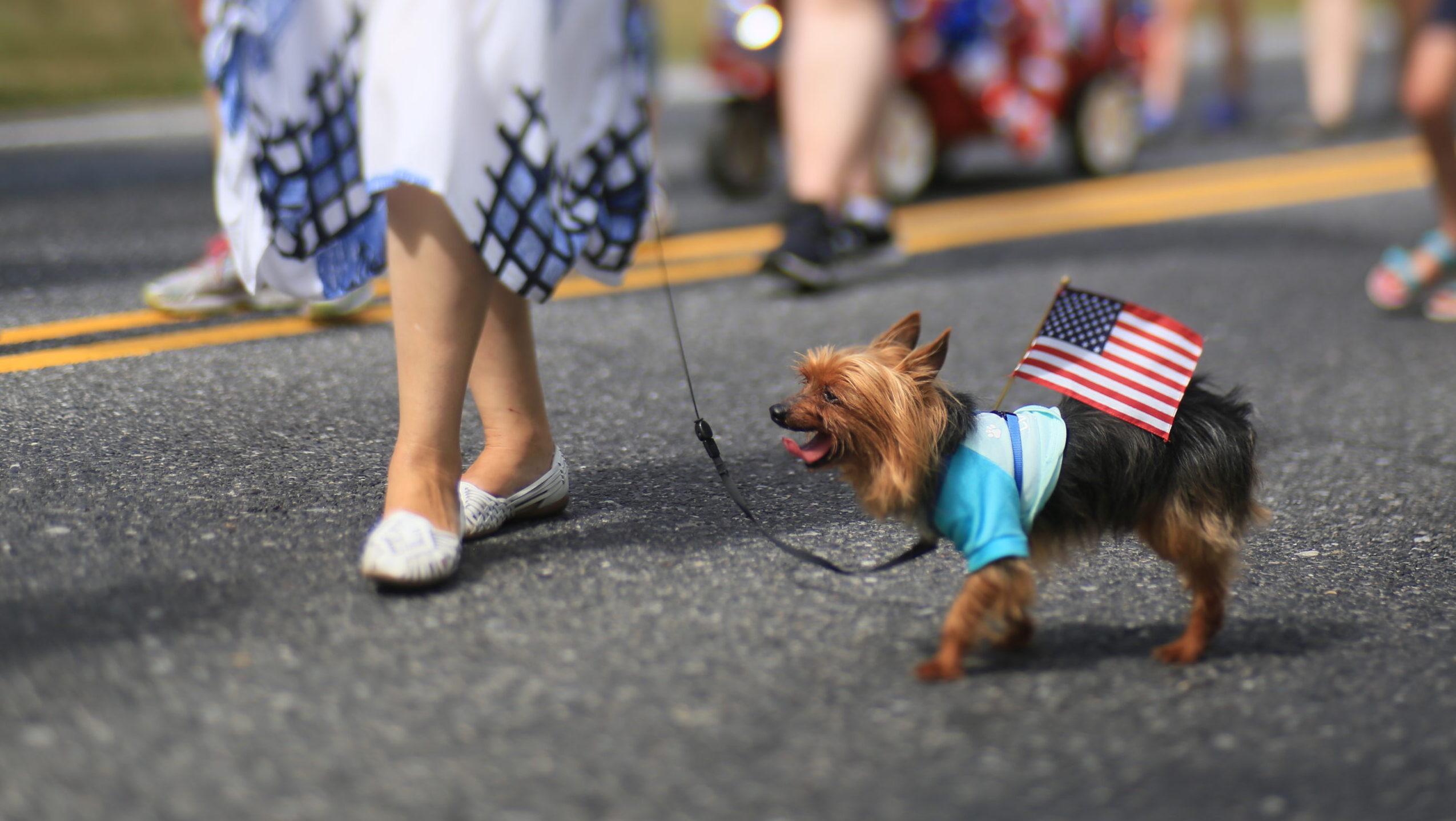 California Woman Charged for Allegedly Voting on Dog's Behalf