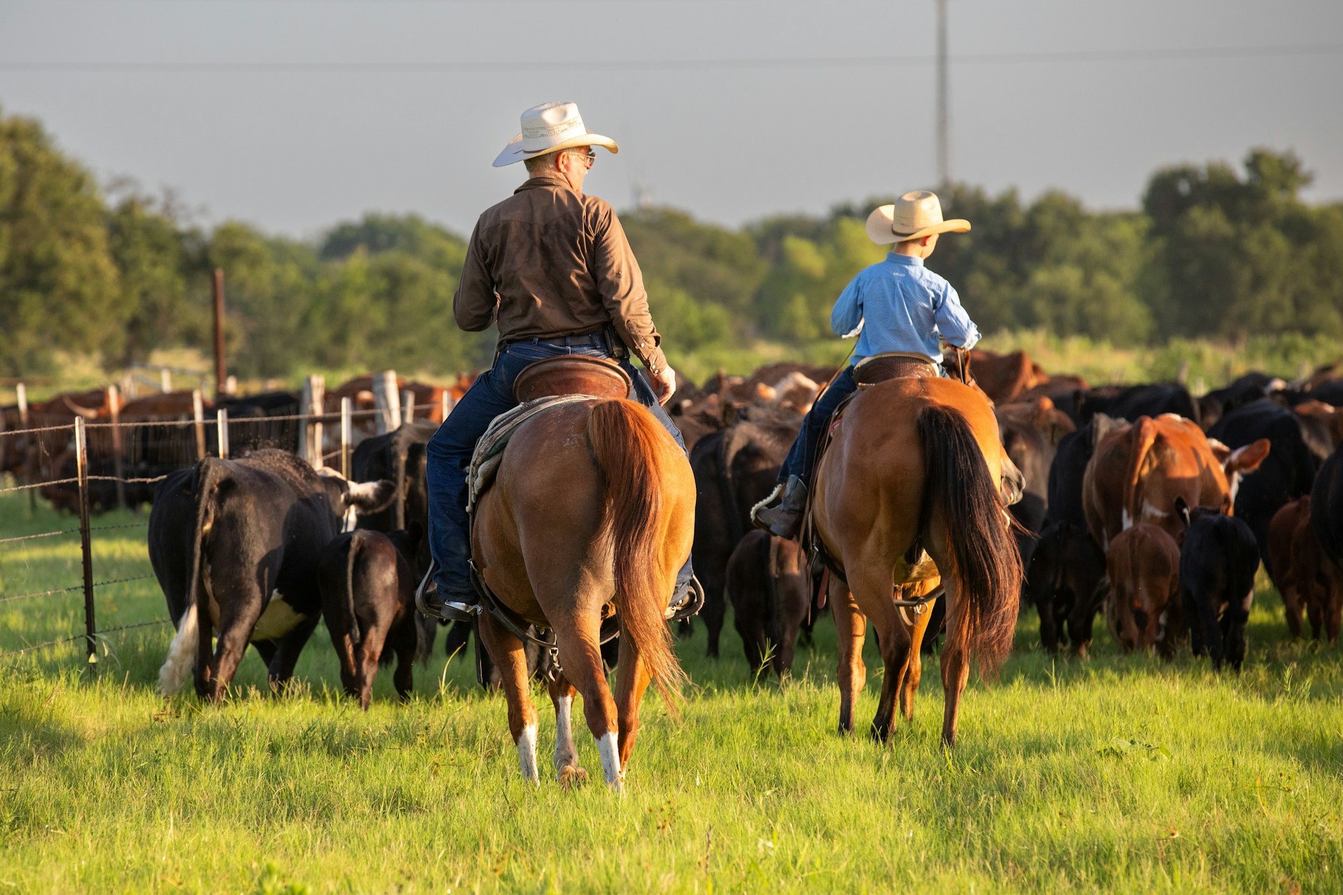 Trump's Plan to Import Argentinian Beef Raises Concerns Among U.S. Ranchers
