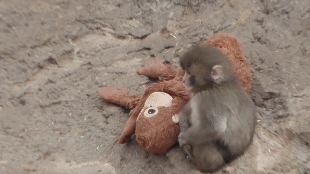 Baby Monkey's Abandonment Sparks Debate on Maternal Separation